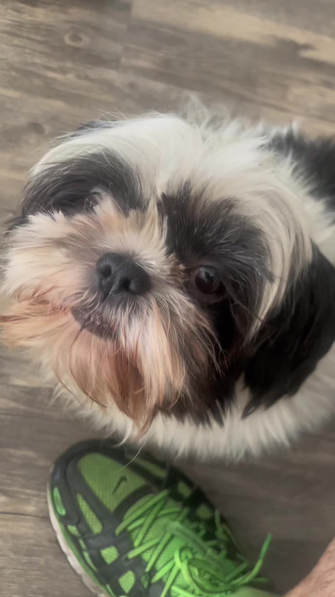 @2many.mutts
