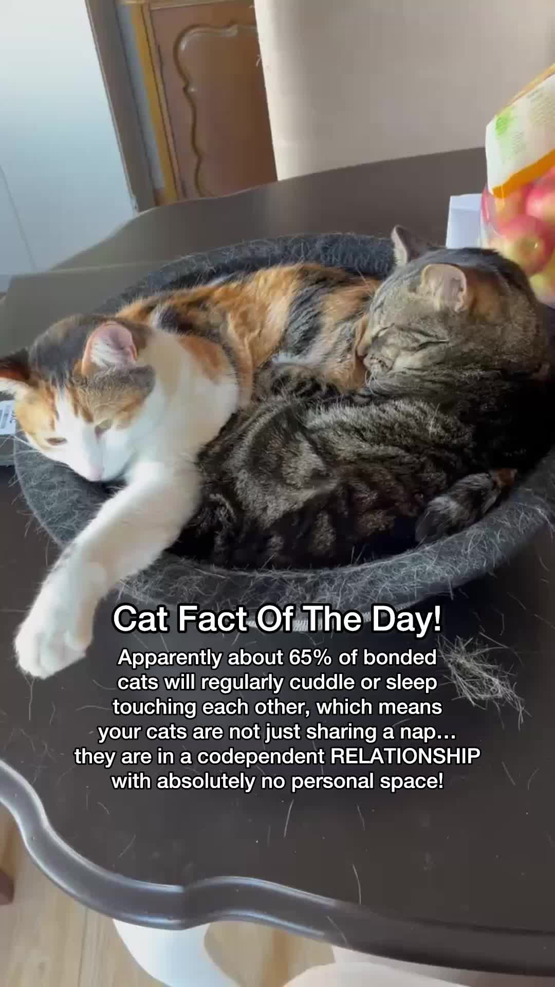 @Chip The Manx