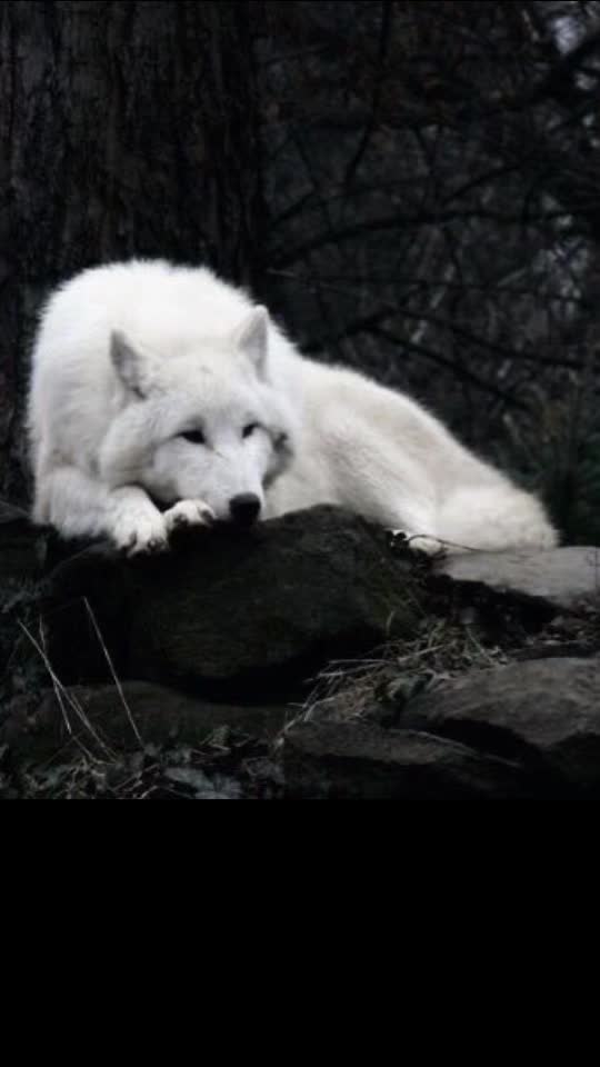 @buffwolf