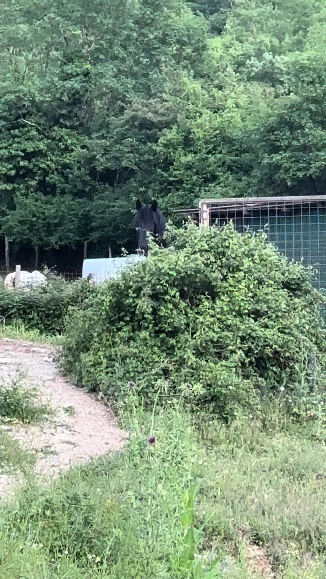 @black_the_friesian