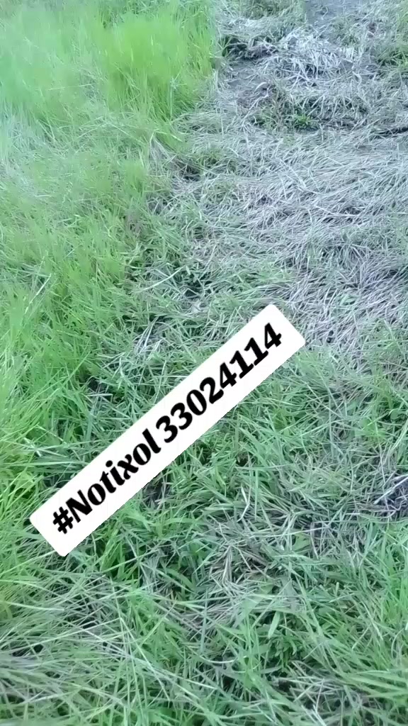 @33024114 Notixol, lotificacion