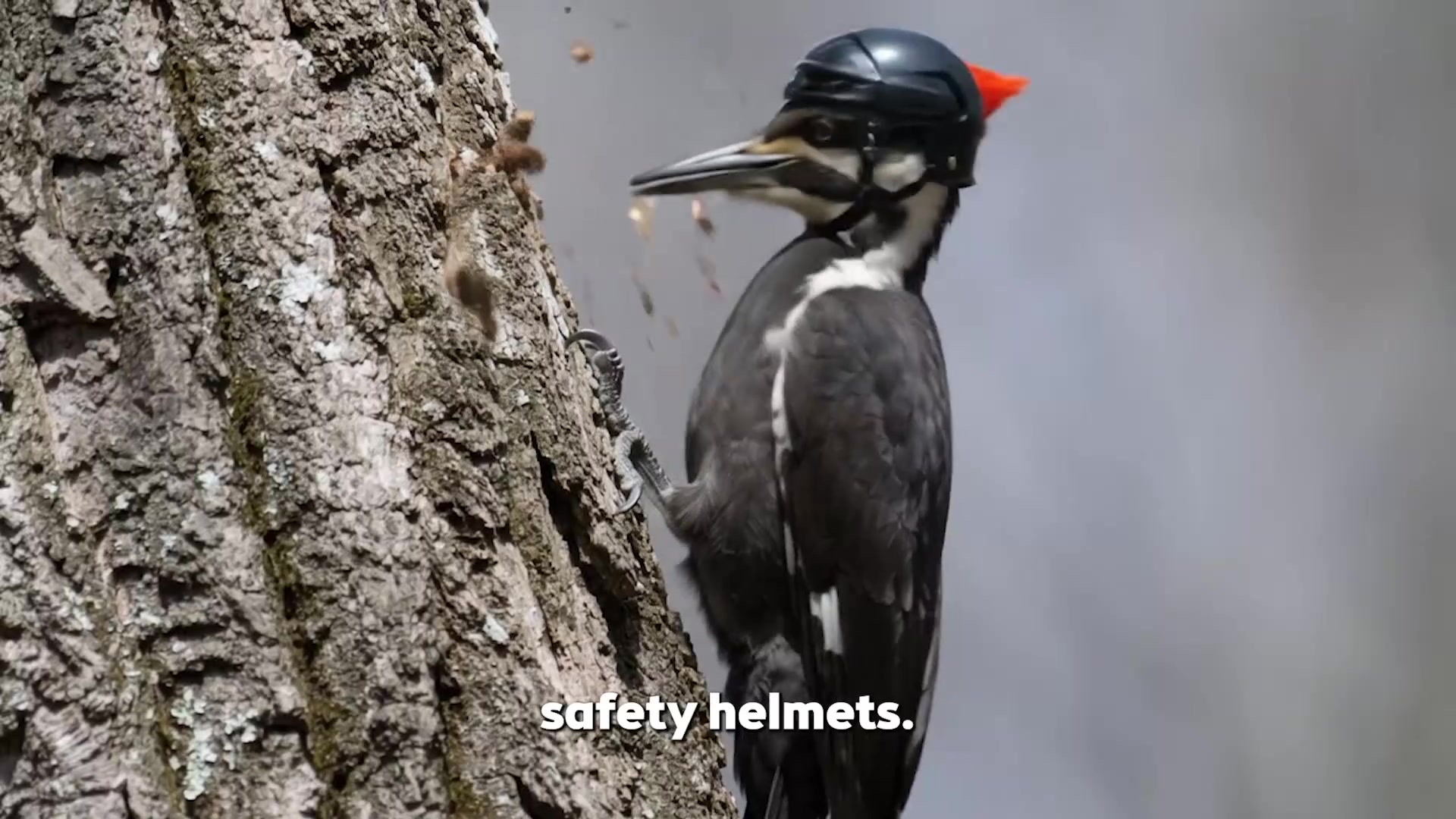 @Bird Lens