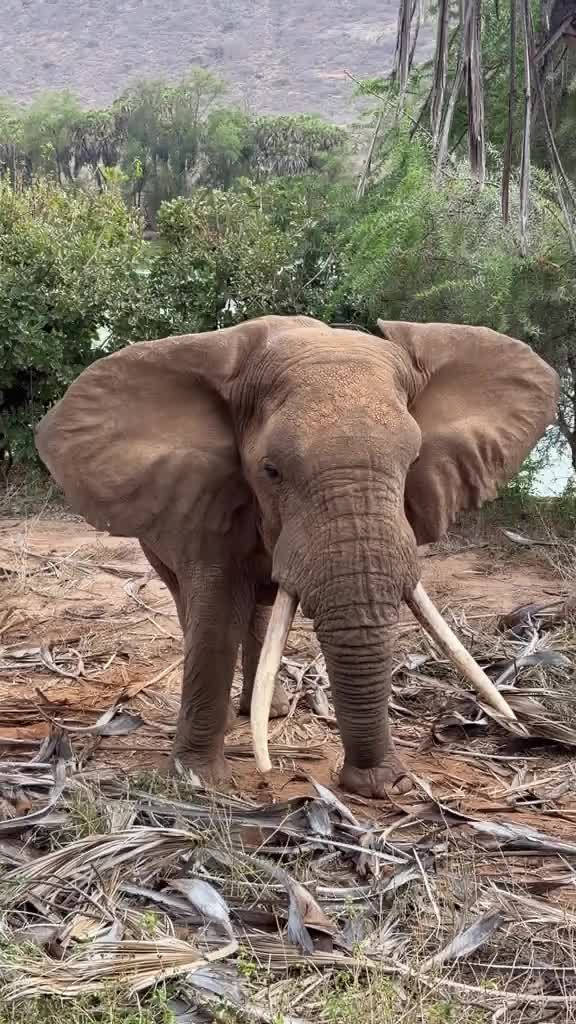 @SheldrickTrust