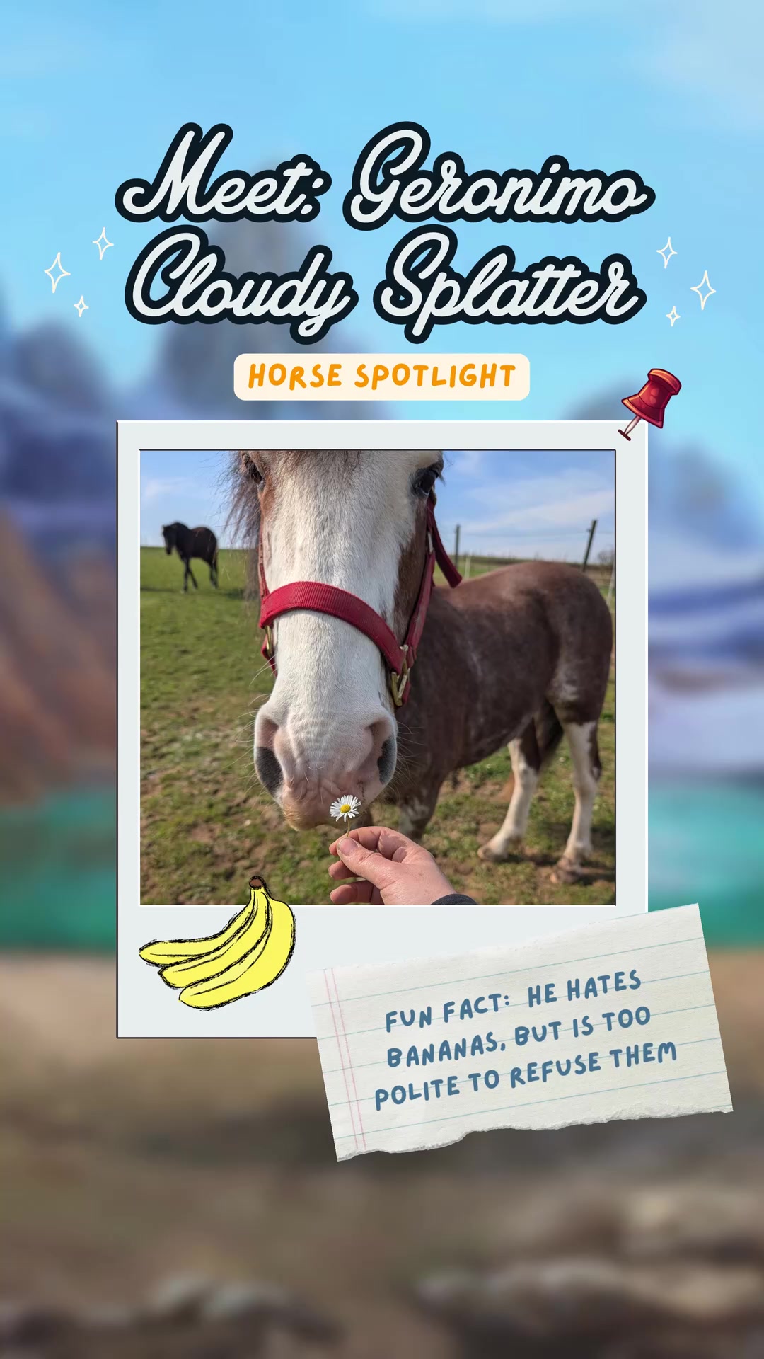 @Horse Reality