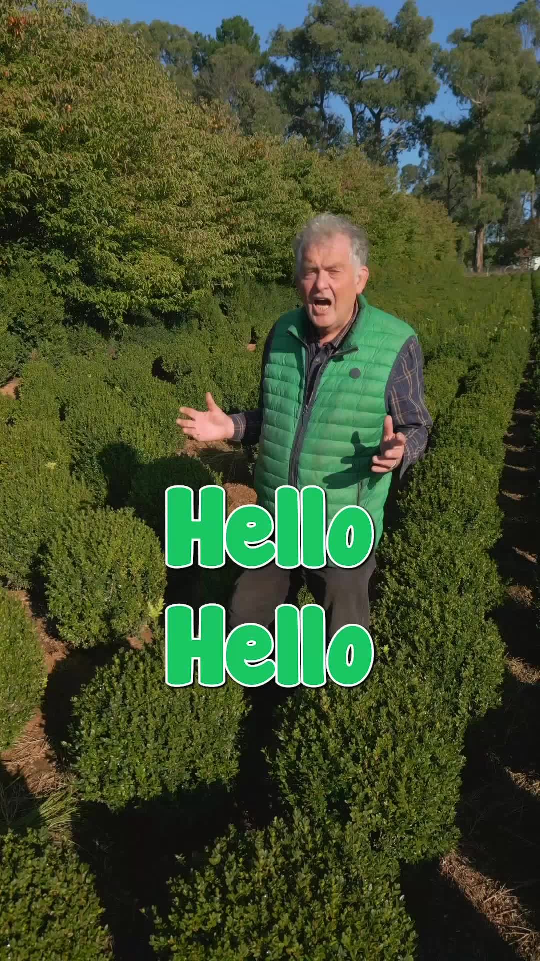@Hello Hello Plants Nursery