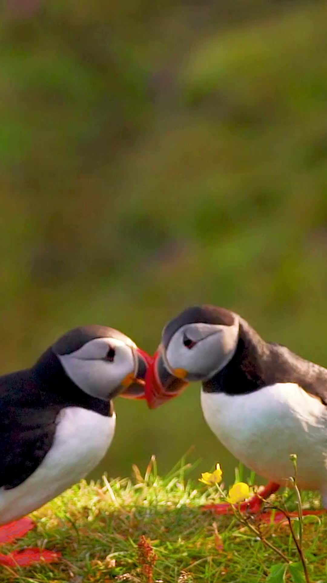 @Guide to Iceland