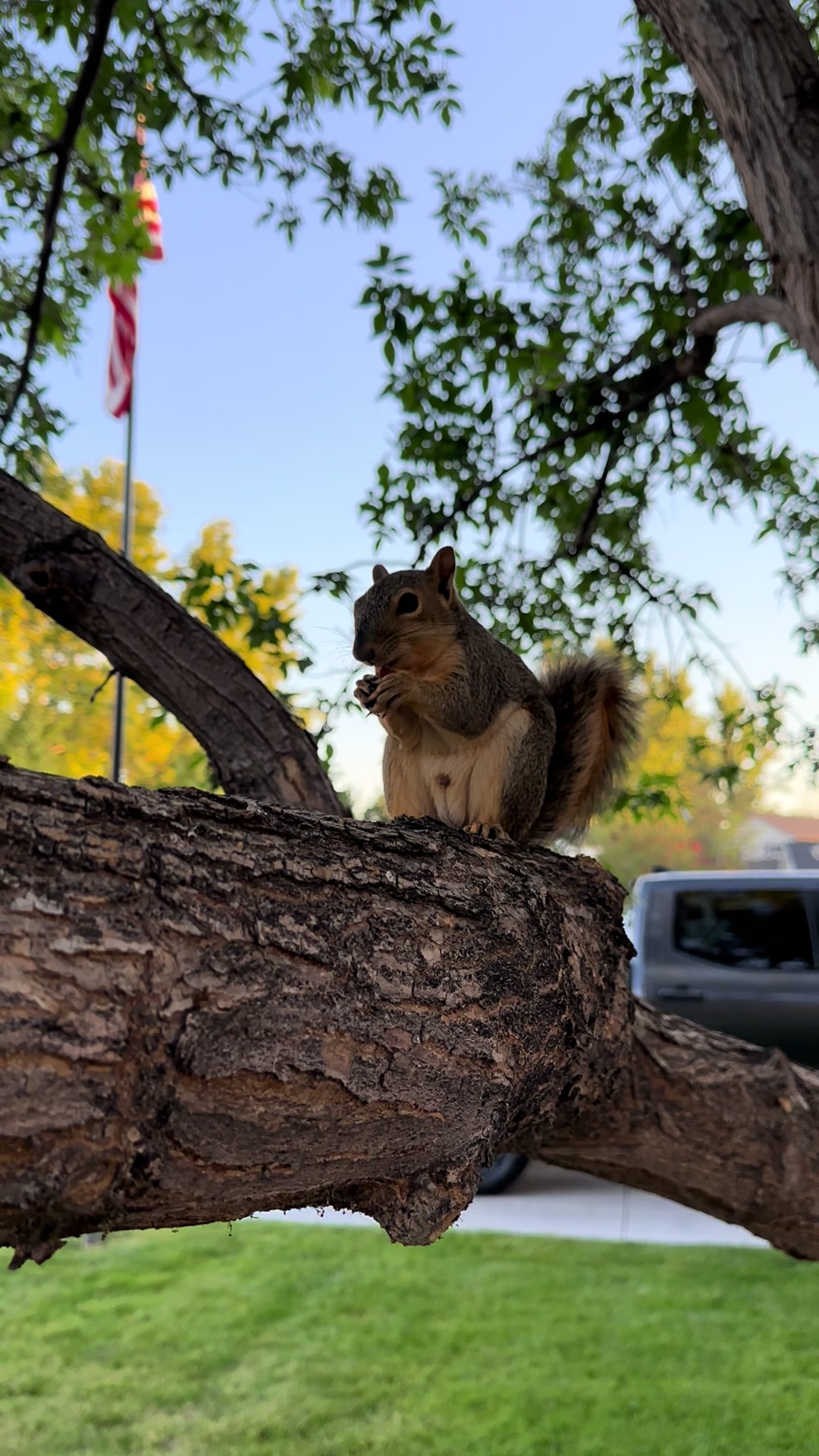 @Squirrel Guy