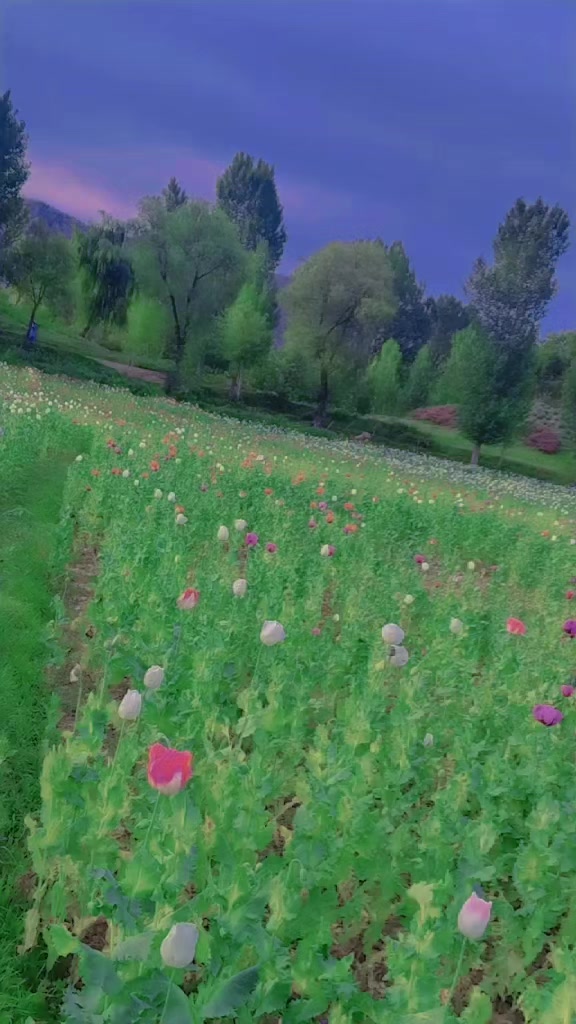 @ℍ𝔸𝕐𝔸𝕋 𝕌𝕃𝕃𝔸ℍ 𝟠𝟘𝟜 𝕁