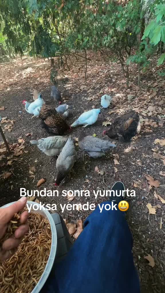 @onur_3801🧿♥️🗣️🦅🇹🇷🇩🇪