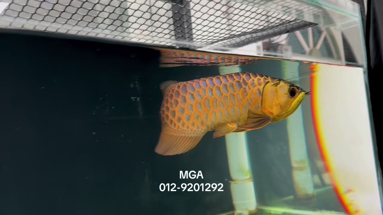 @MGA