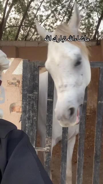 @Toly 🐎.