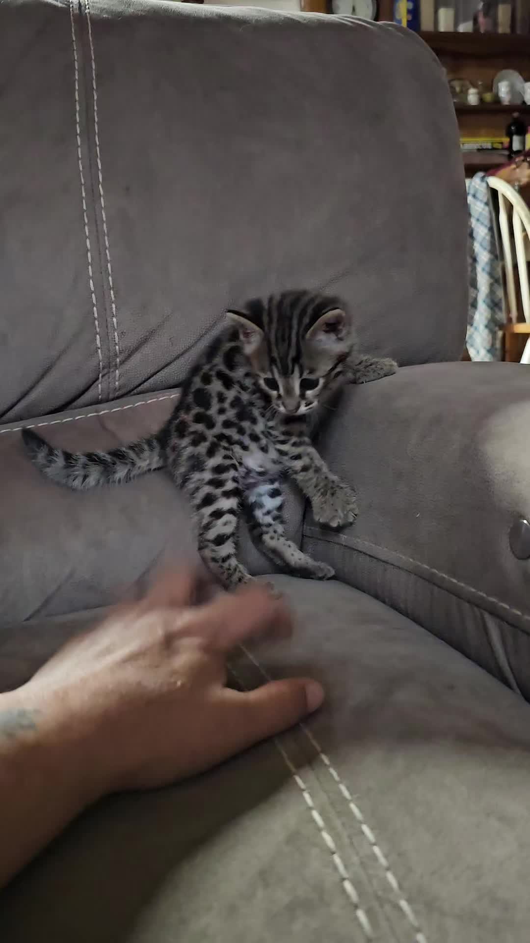 @uniqueprintsbengals