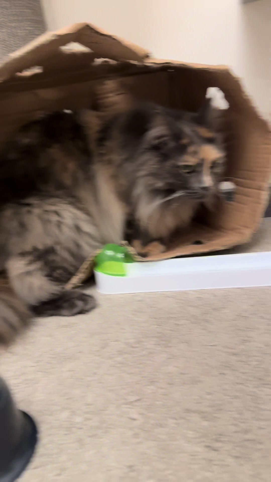 @Mike e Mendy Maine Coon