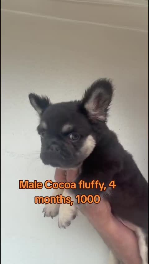 @Tommy_Yari_Frenchie