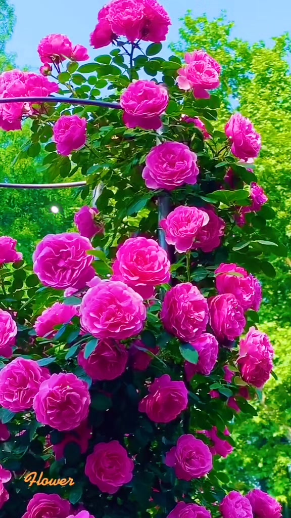 @Ishwari Bohara