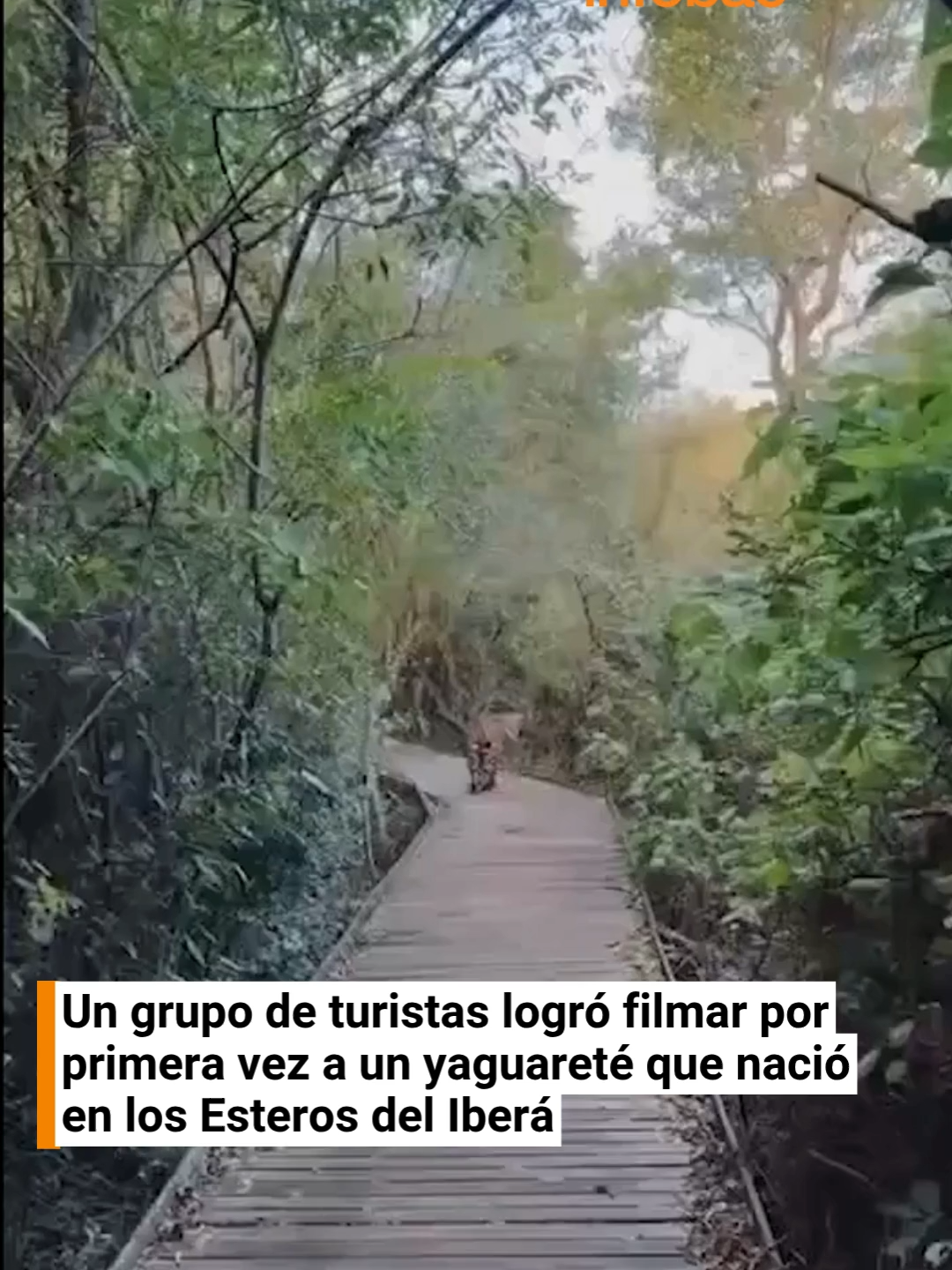 @infobae