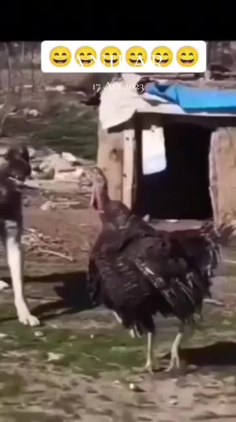 @yılmaz Çetinkaya