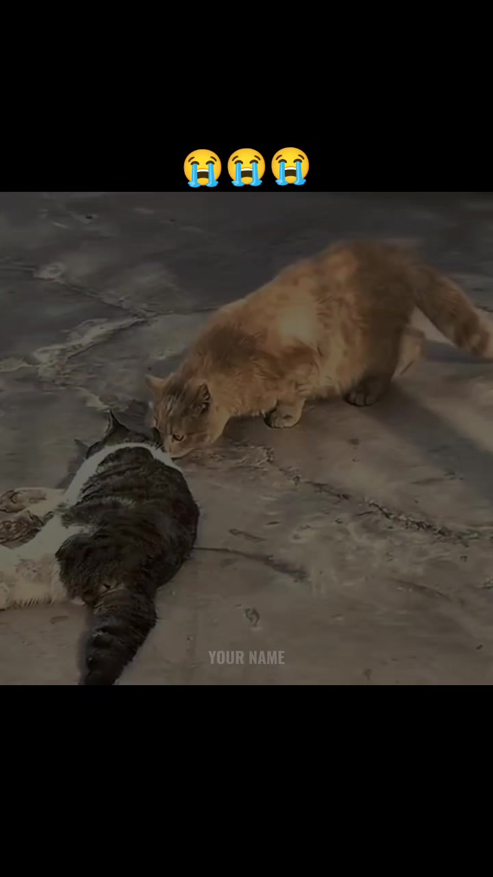 @куль