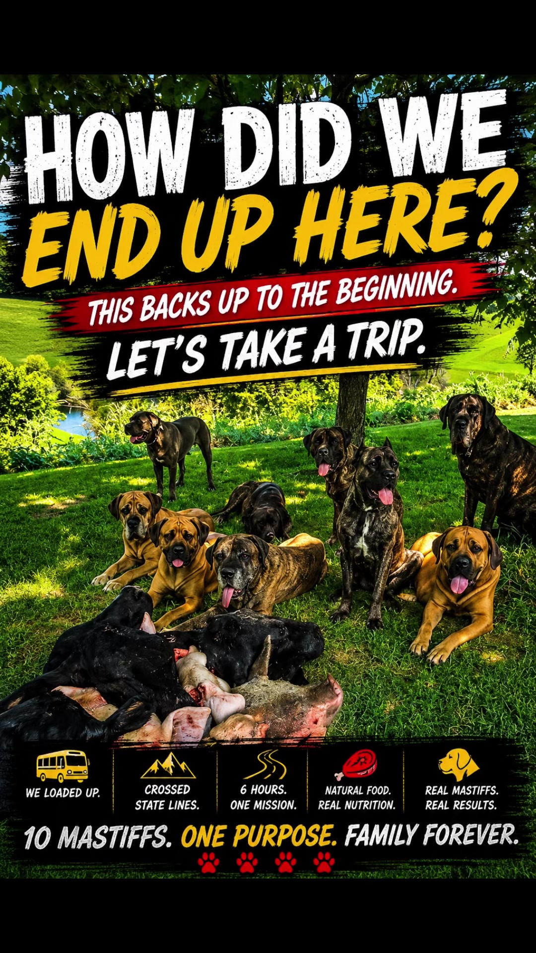 @Blue Ridge Mountain Mastiff’s