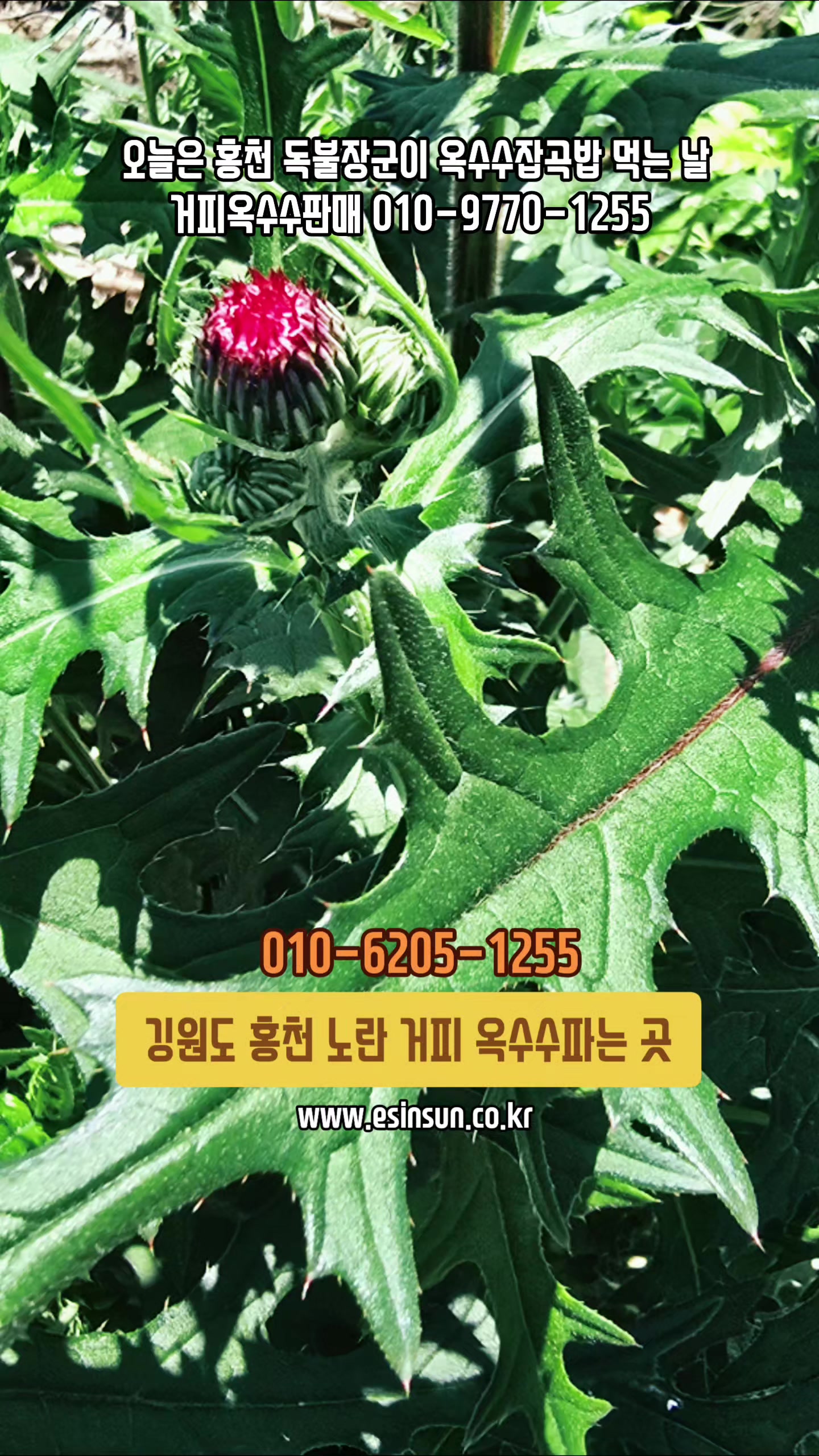 @🔥고물급남자