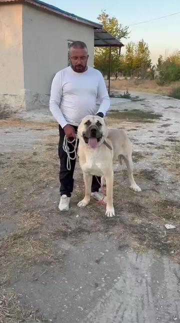@Ömer sezer