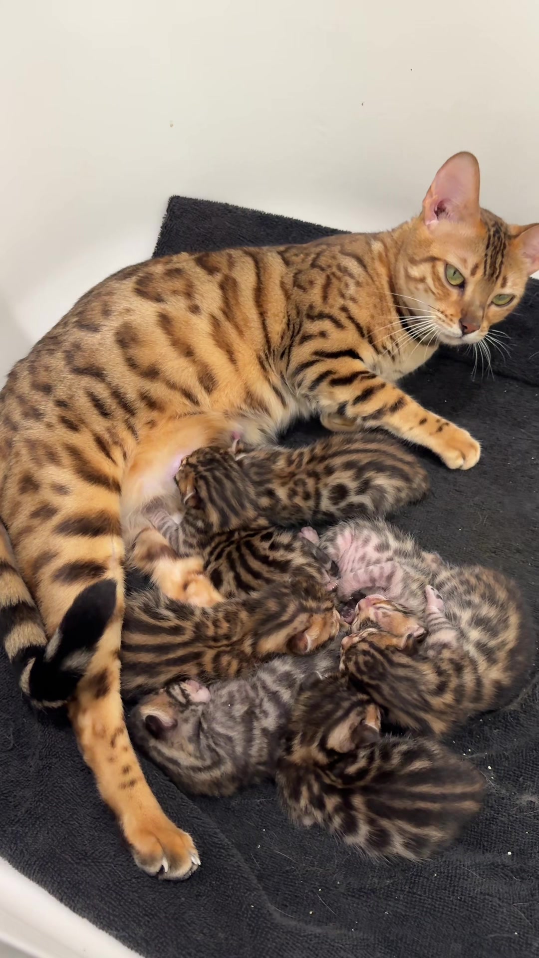 @Bengal Cats