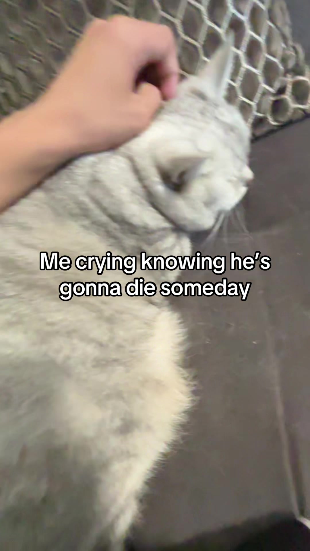 @cat