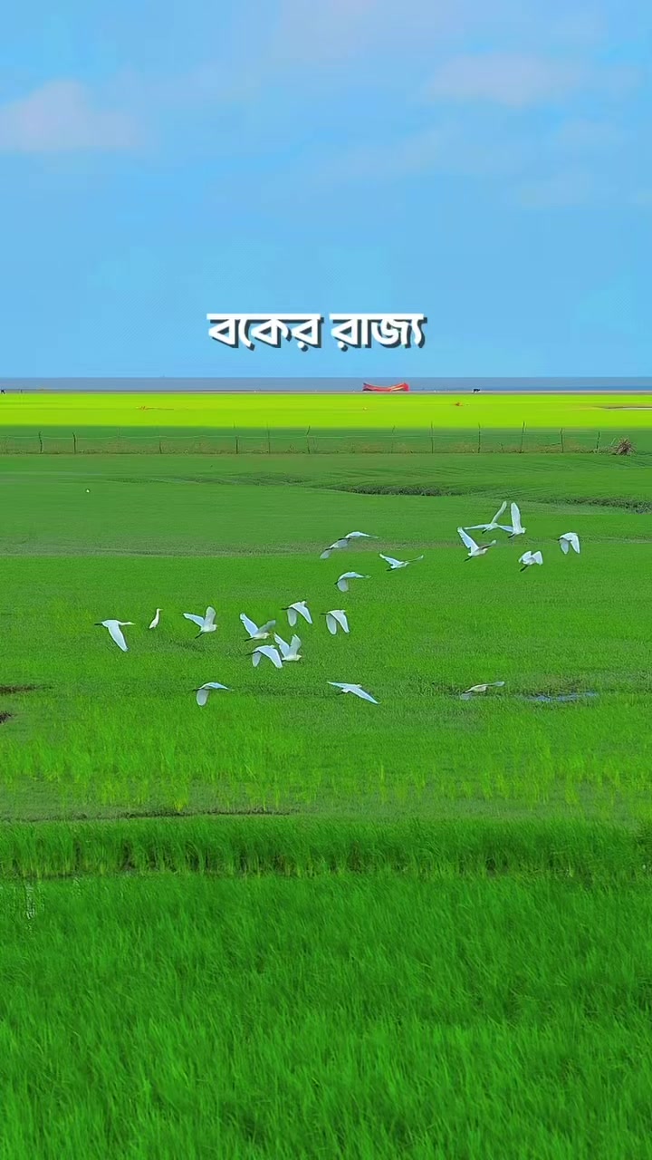 @❤️☘️শেষ পাতা ❤️🩹🍀🥰