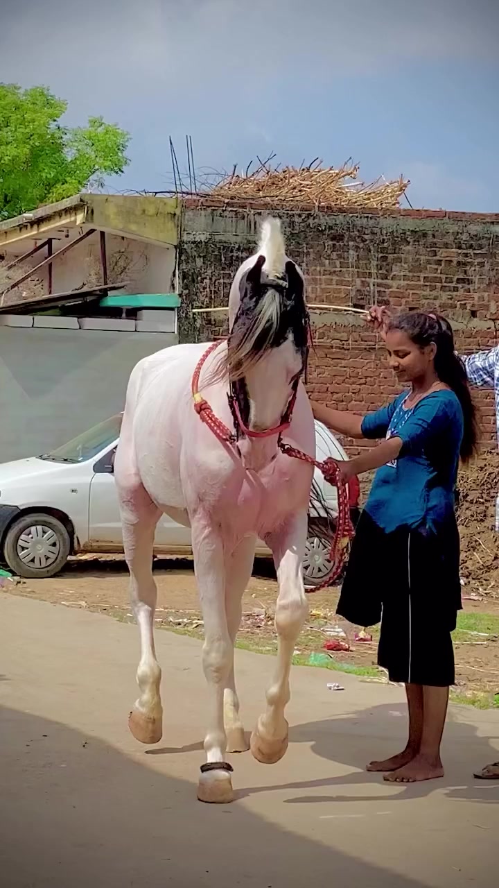 @@𝙂𝙍 𝙃𝙤𝙧𝙨𝙚 𝙁𝙖𝙧𝙢 🐴