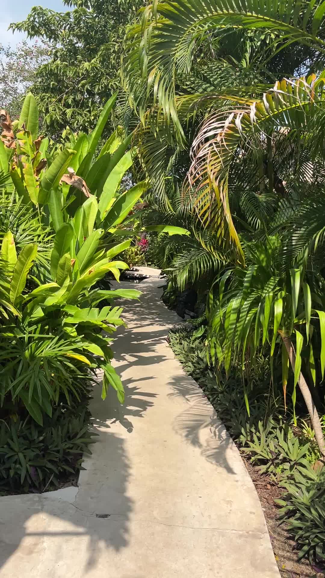 @🏝️ Magical Island Samui 🌴🍹