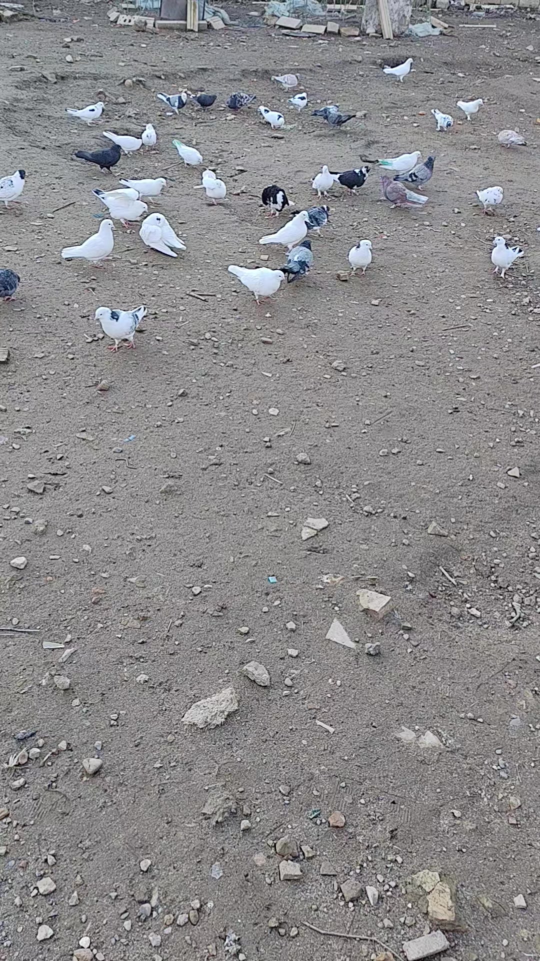 @𖤓𝐍𝐔𝐑𝐋𝐀𝐍𖤓&sup3;&sup3;