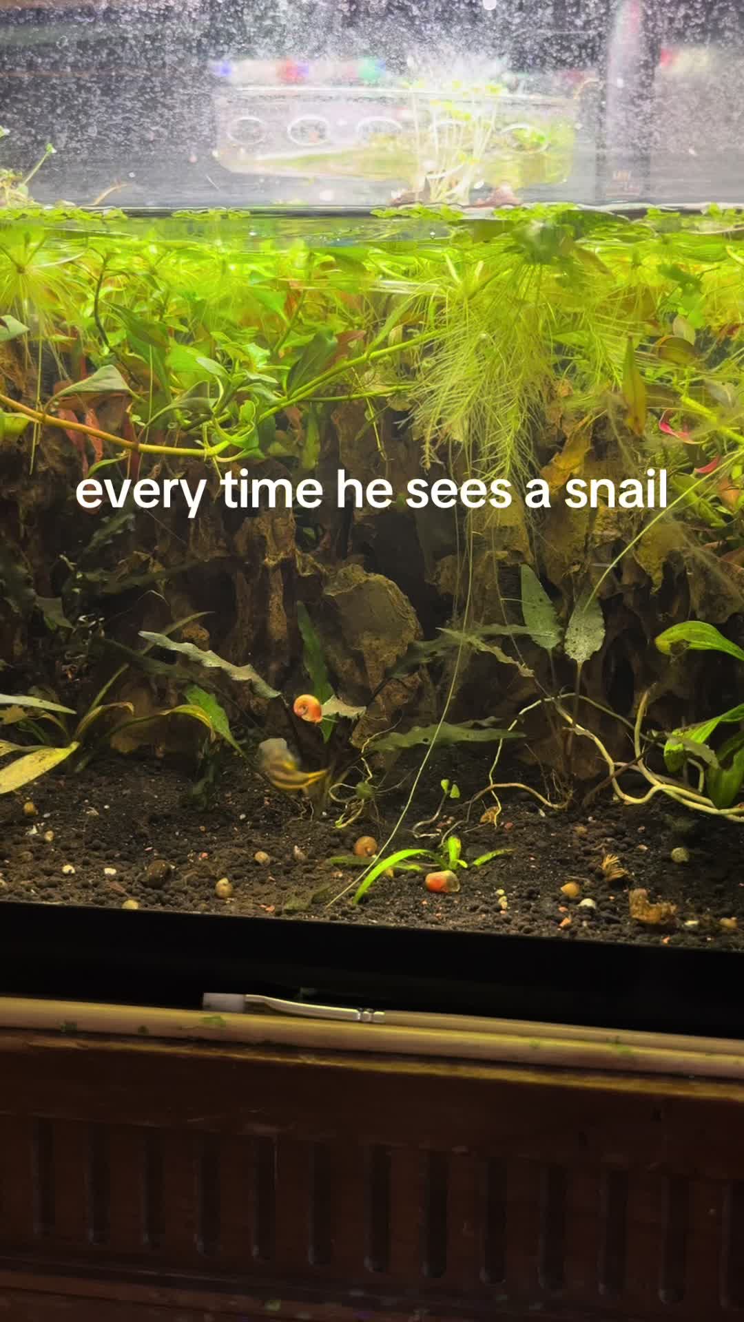 @murderpea🐡