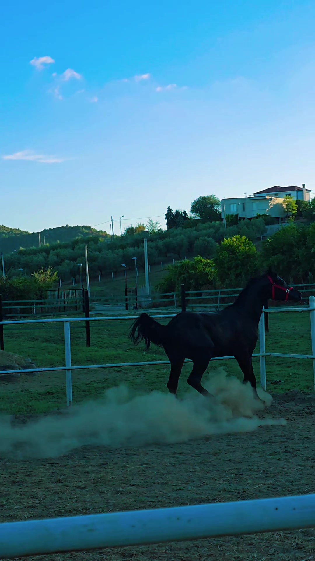 @Horse Training Center Albania