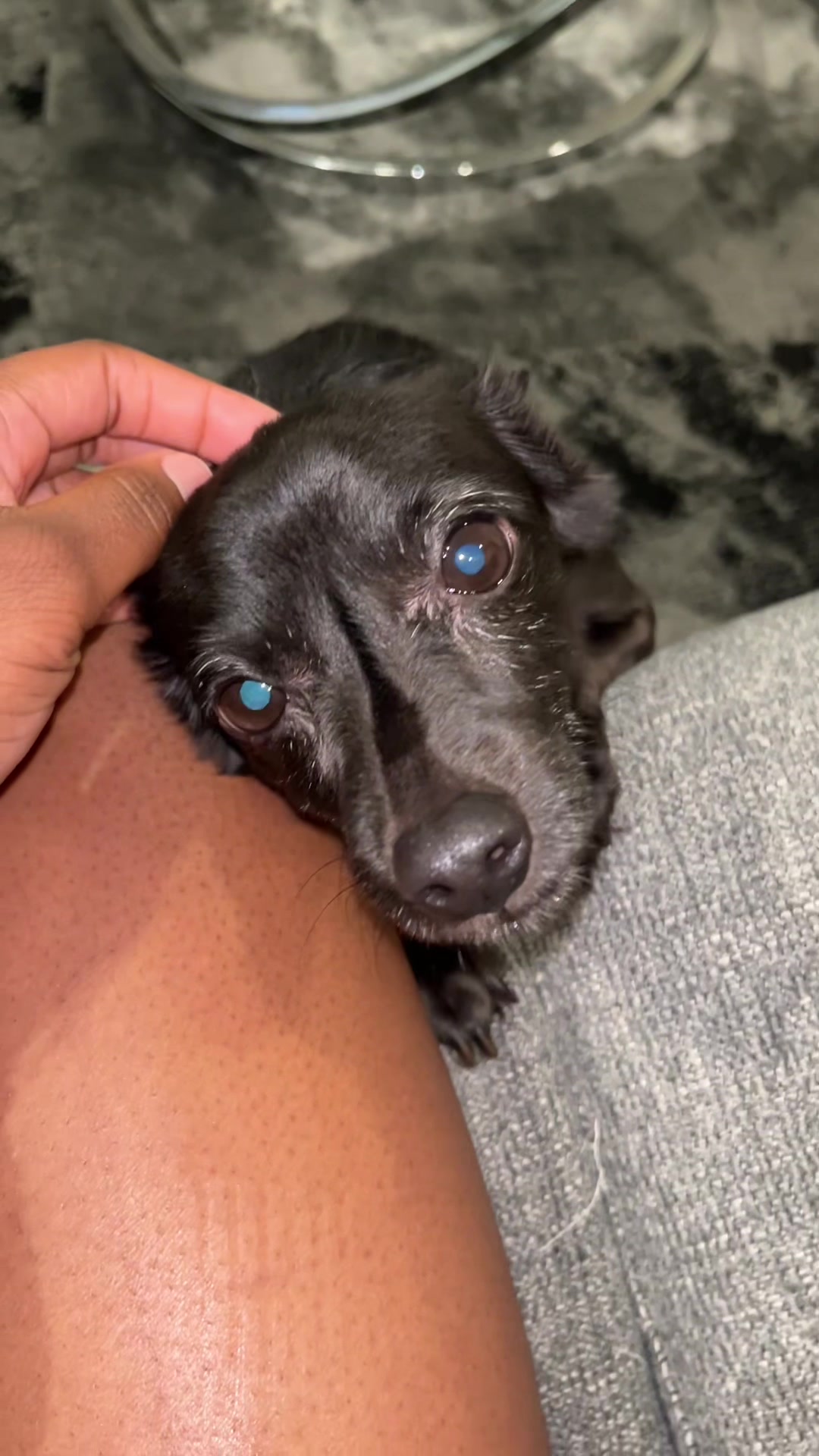 @Blackjack_Chihuahua