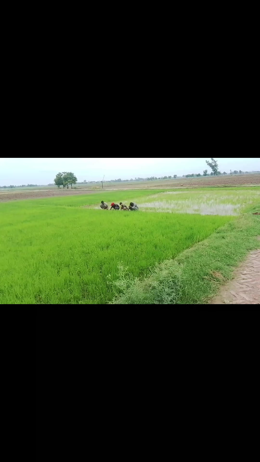 @Tayyab Goraya