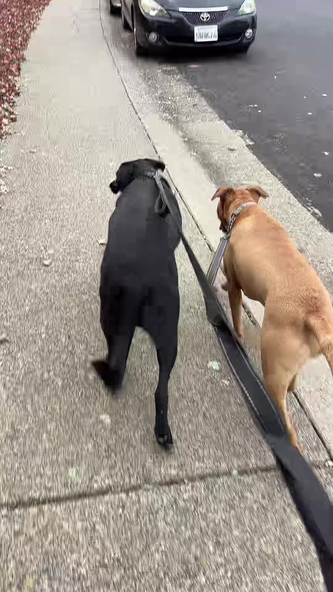 @preampetcare