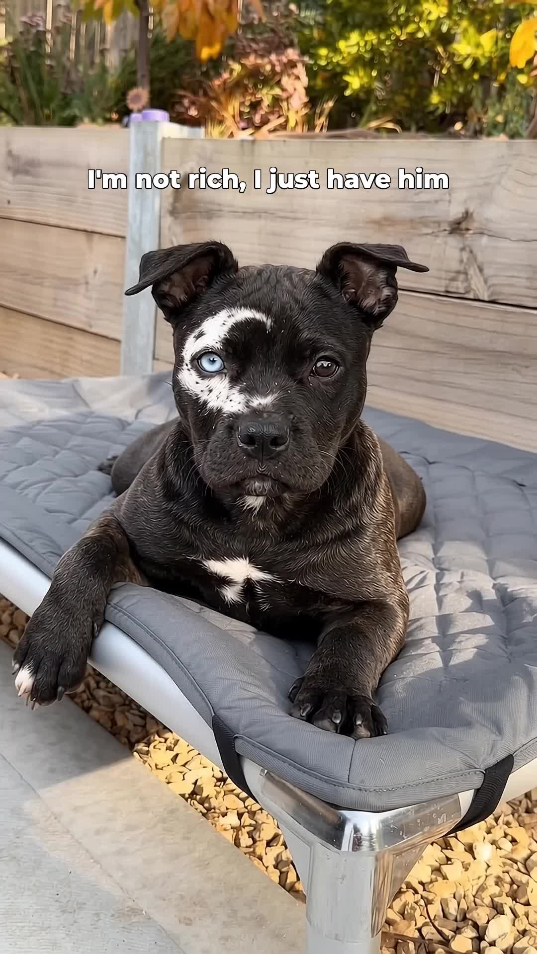 @moonfetches