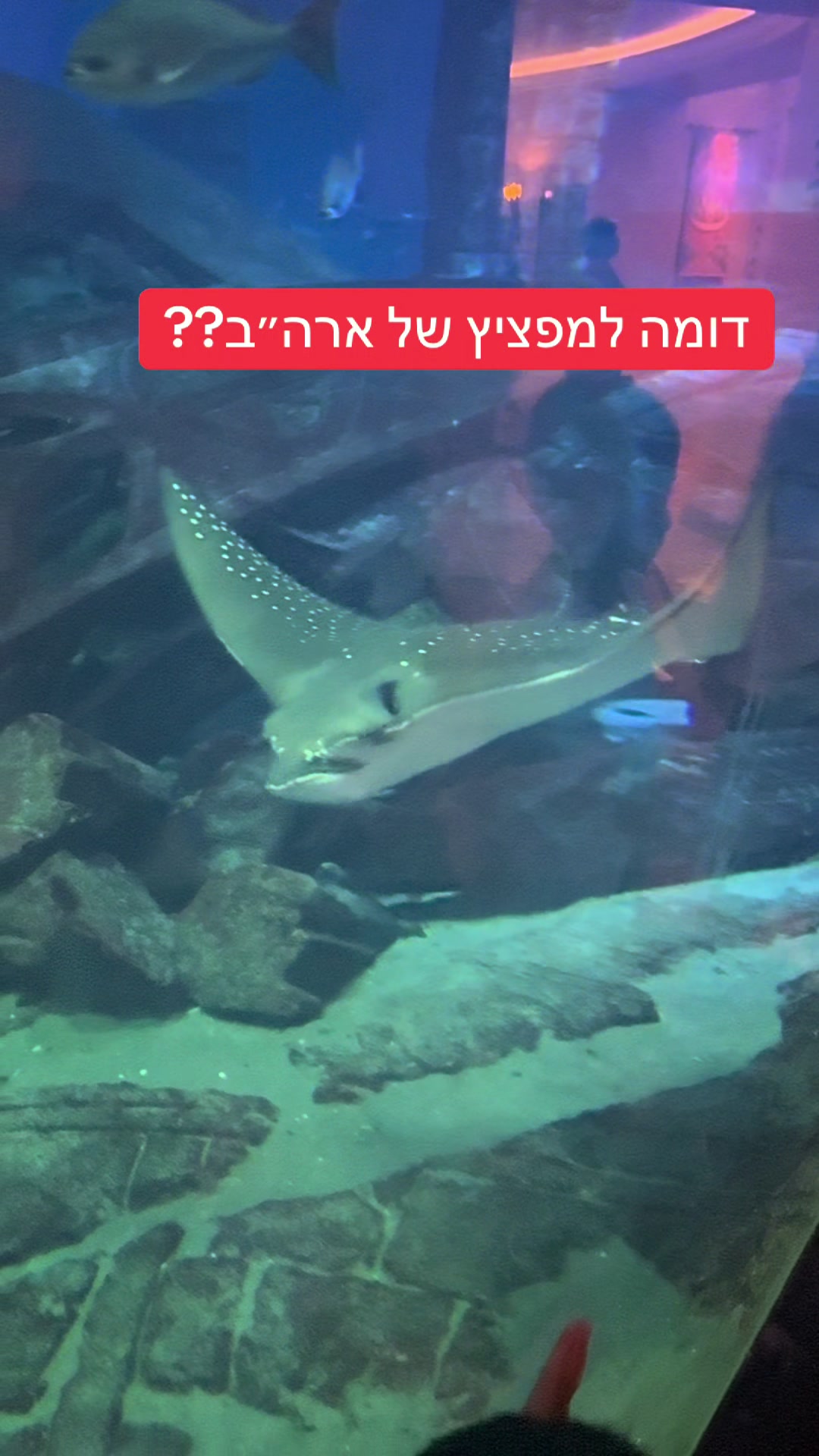 @עוז פוני