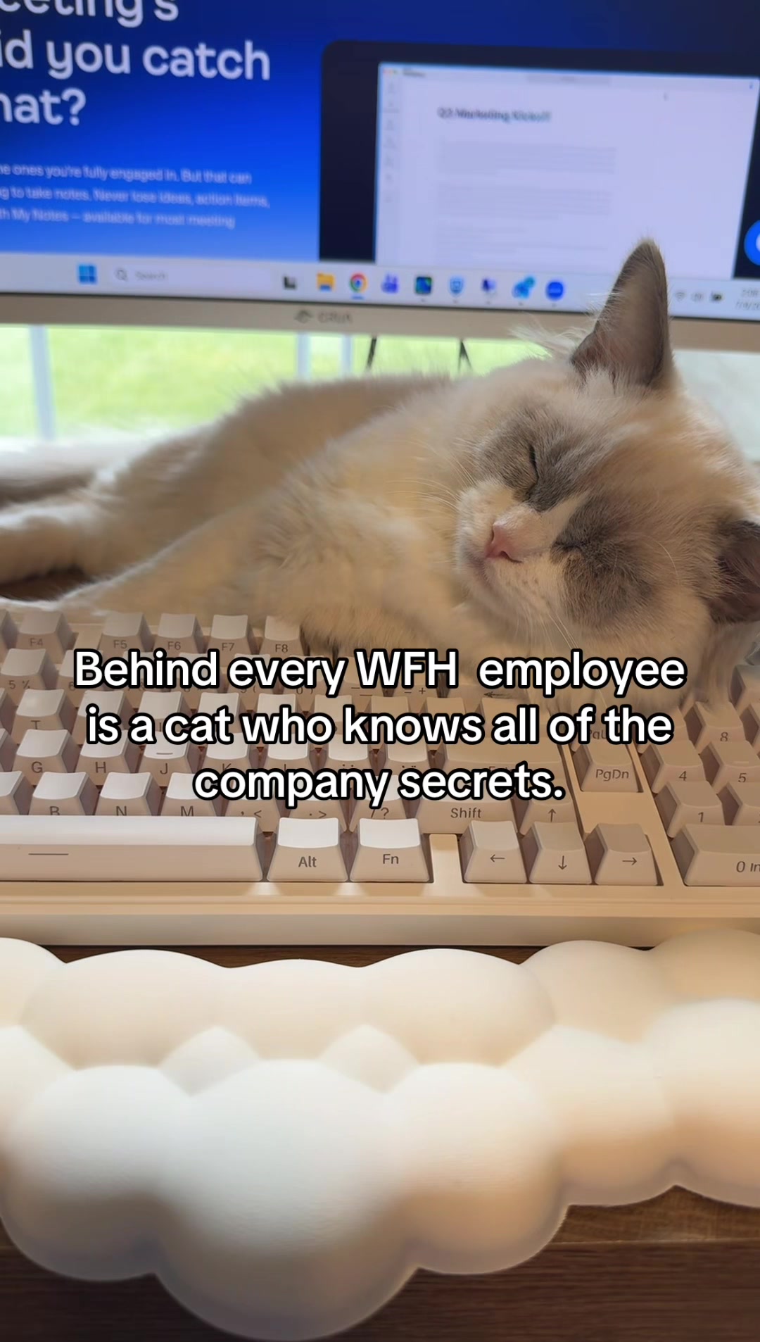 @Milo The Ragdoll Cat