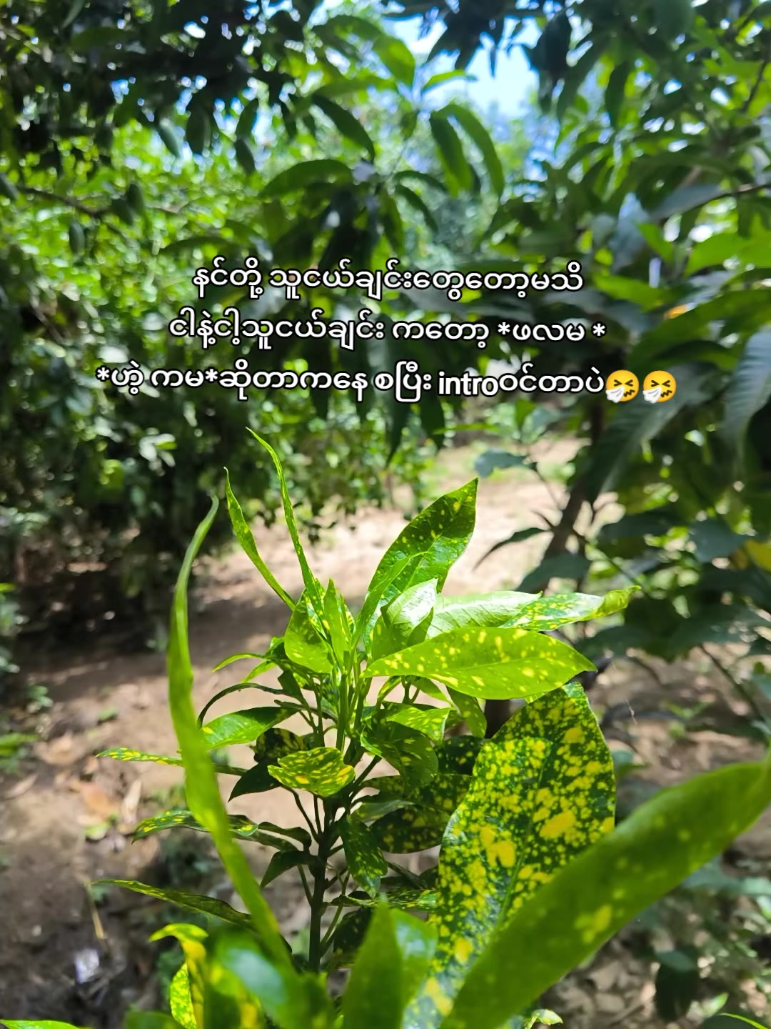 @🍃အမ်"Bi🍀