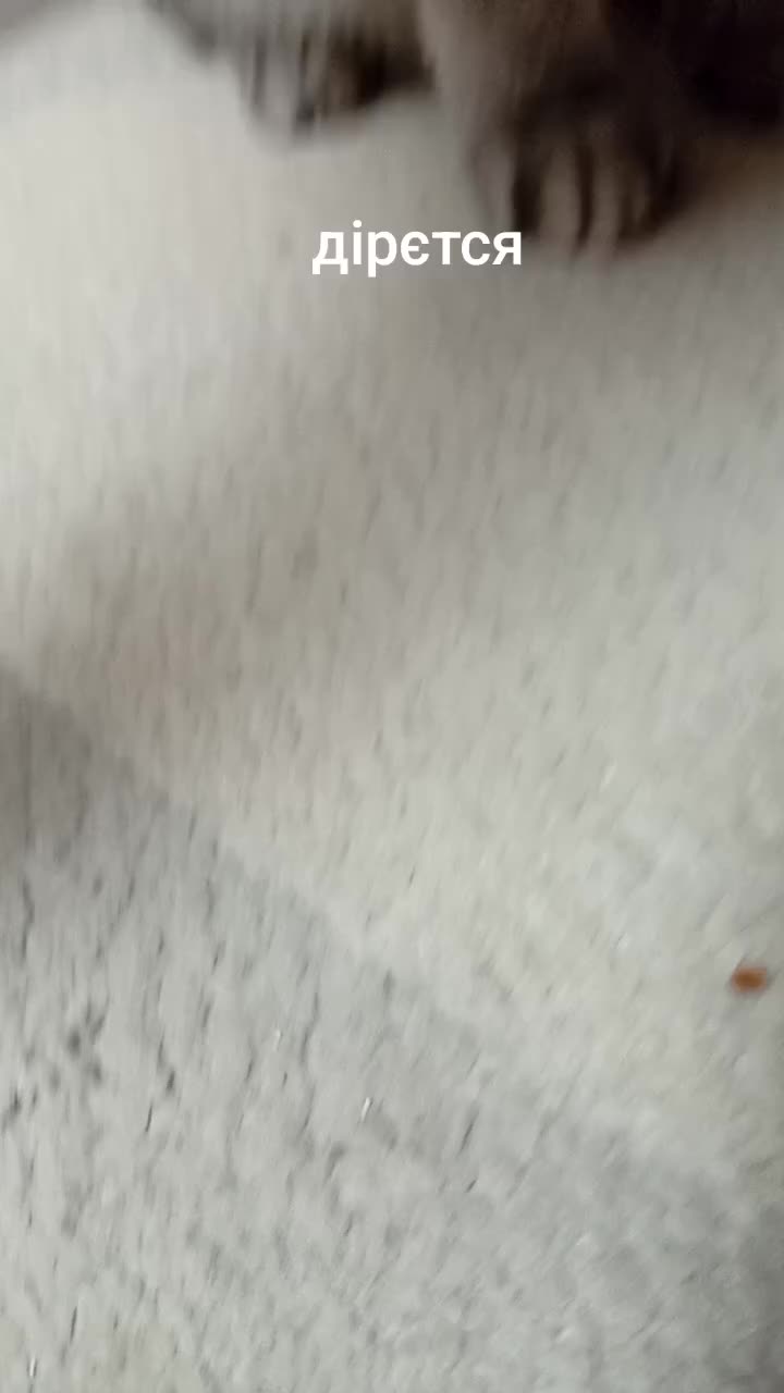 @Хонкантон