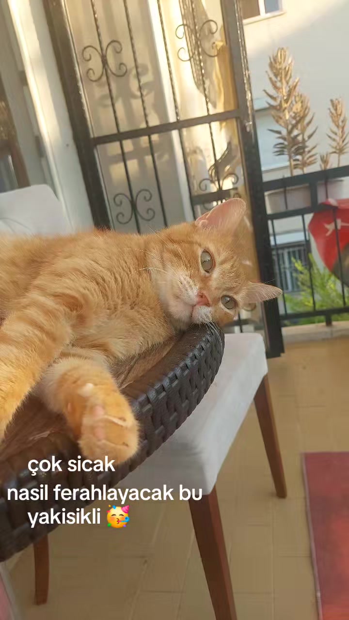 @DENİZGOKAY