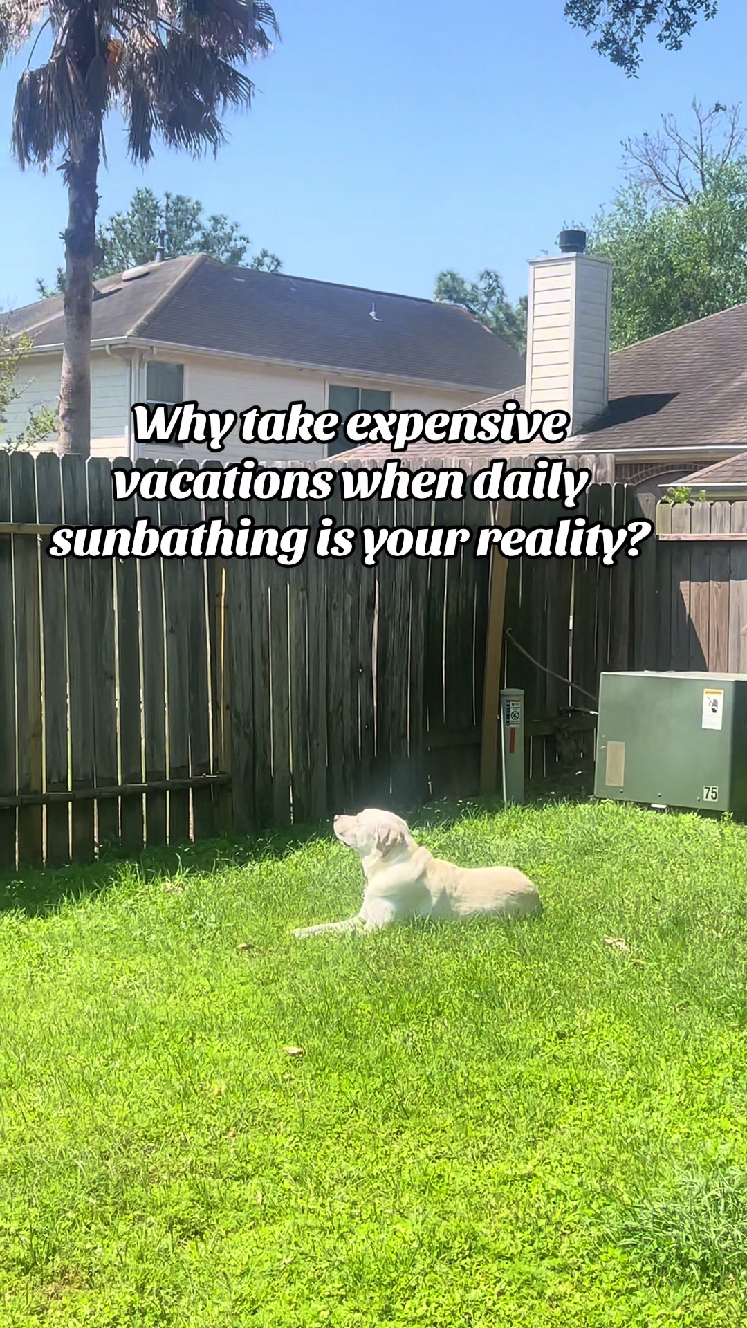 @Buddy_the_lab