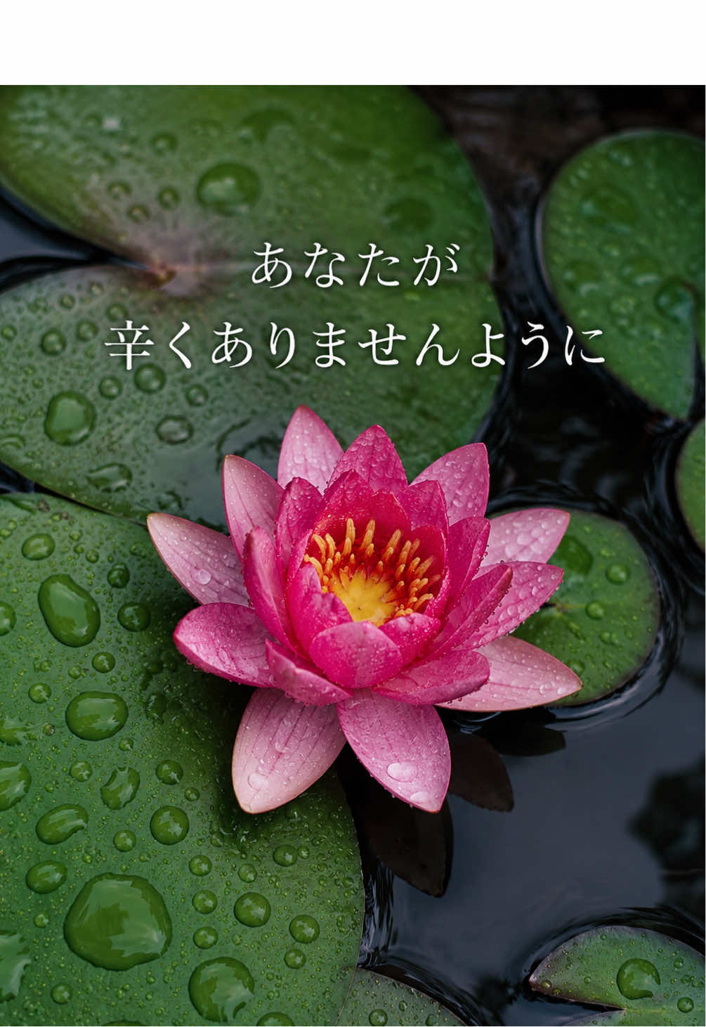 @登竜門参戦!【白竜】恢兎🐉