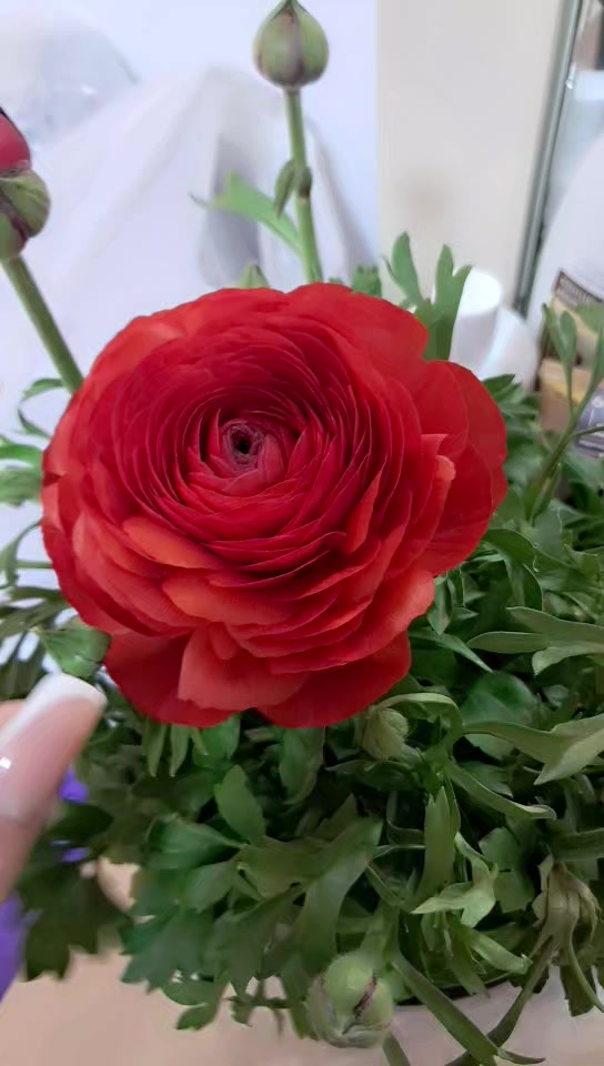@Rufanə🪡 Nur