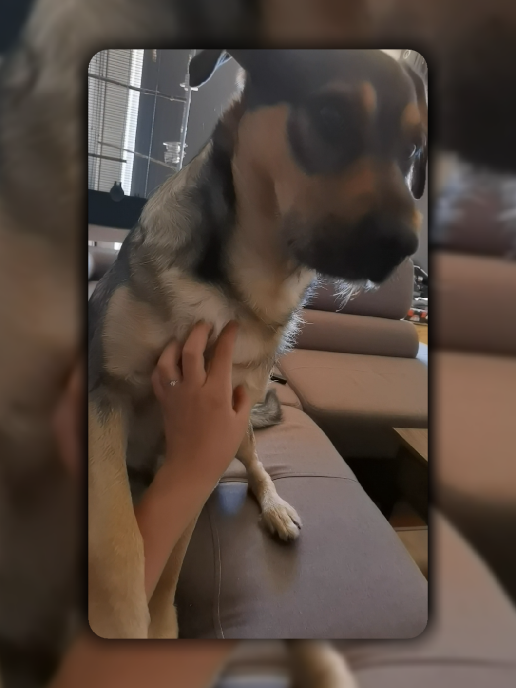 @Ares🐕🐾