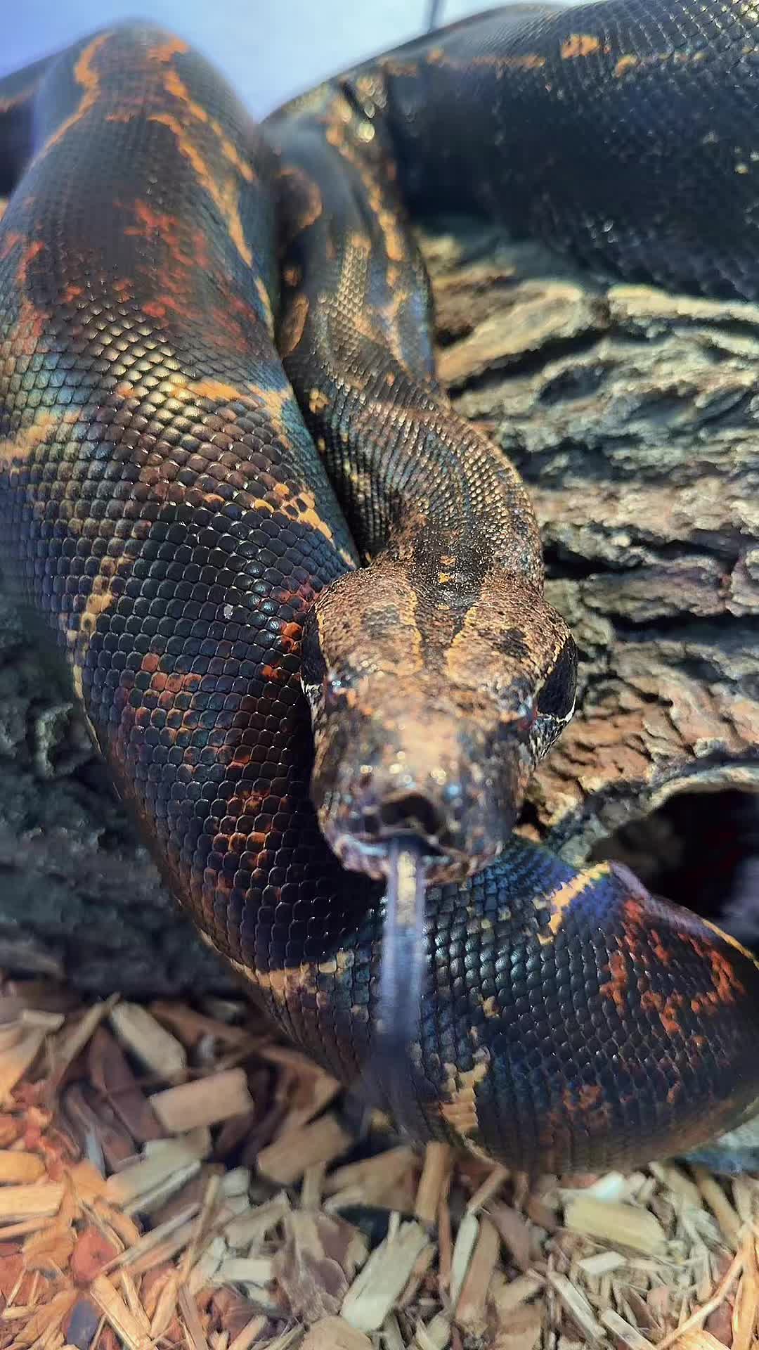 @Medusa Exotics