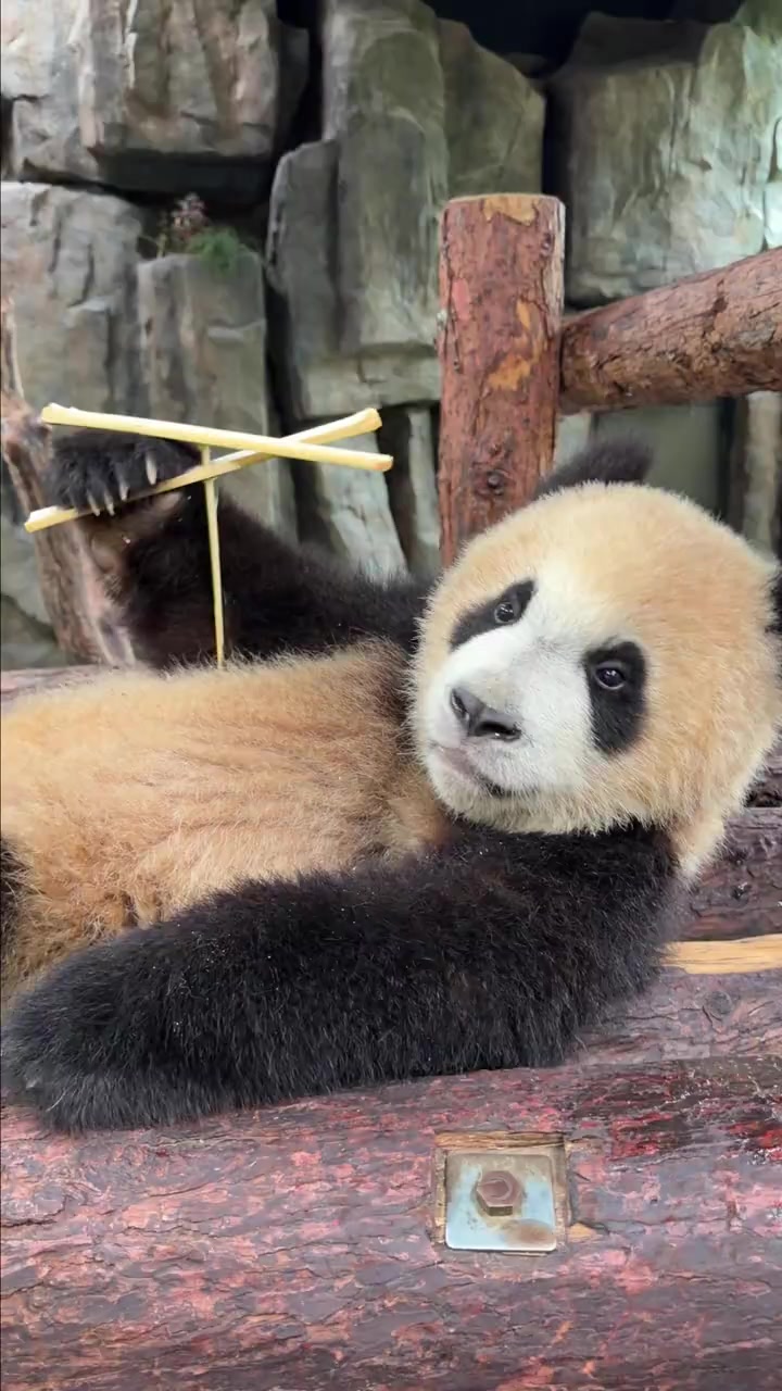 @熊猫妹珠🐼