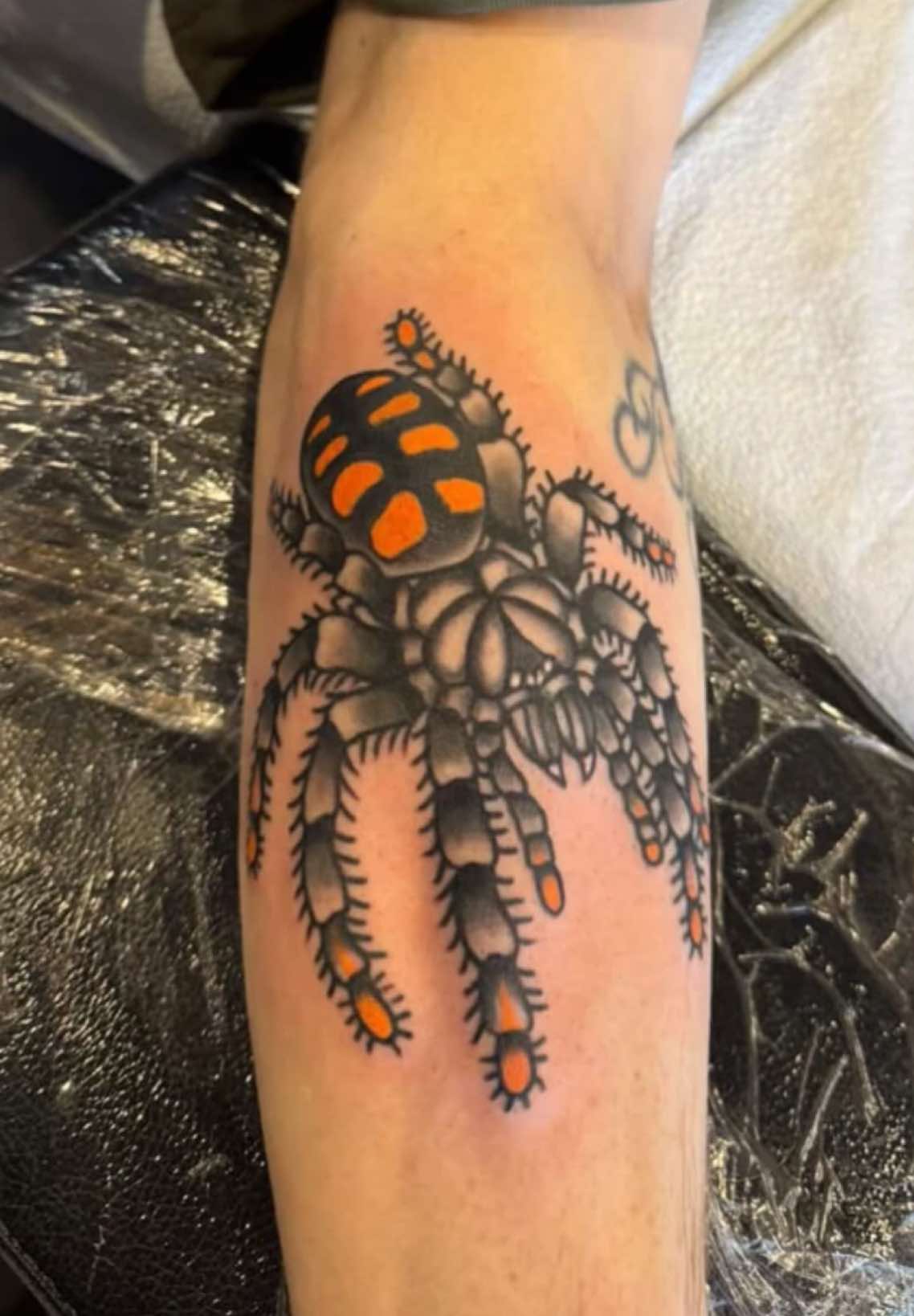 @vidaexotic_tarantulas