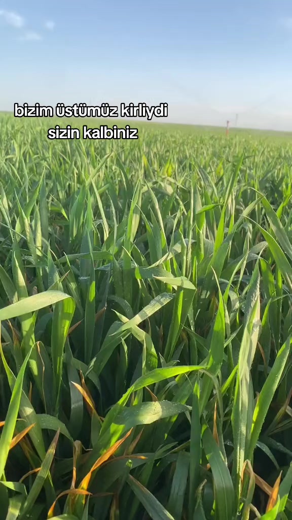@İskender_avazz